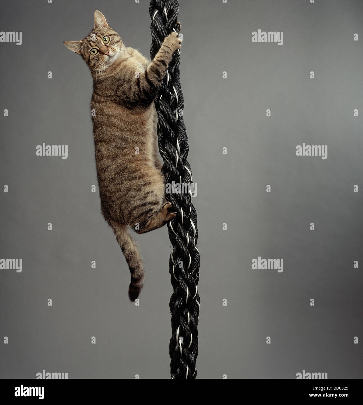 Tabby chat domestique jusqu'à la corde d'escalade Banque D'Images