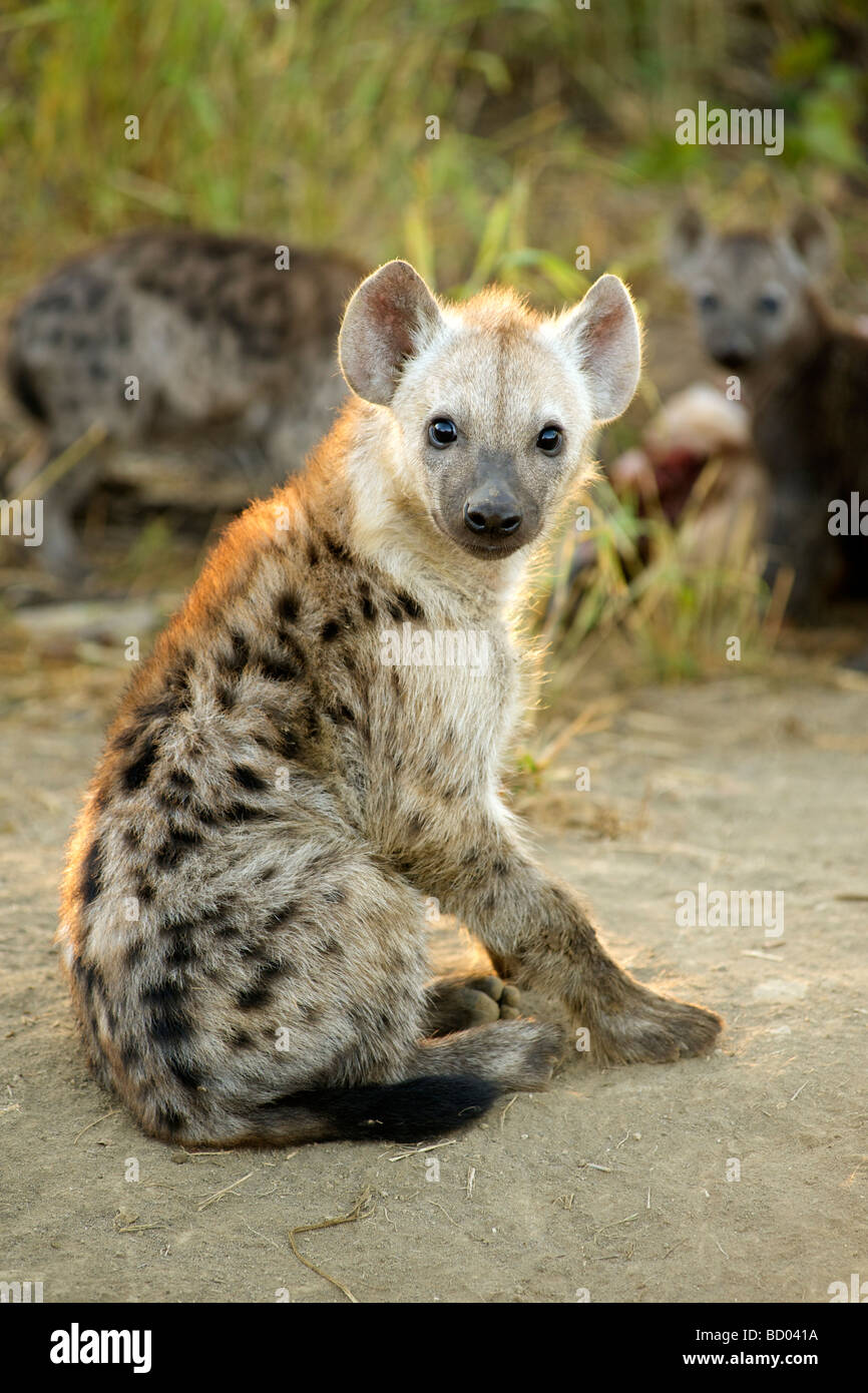 Une jeune hyène tachetée ou rire (Crocuta crocuta) en Afrique du Sud, le Parc National de Kruger. Banque D'Images