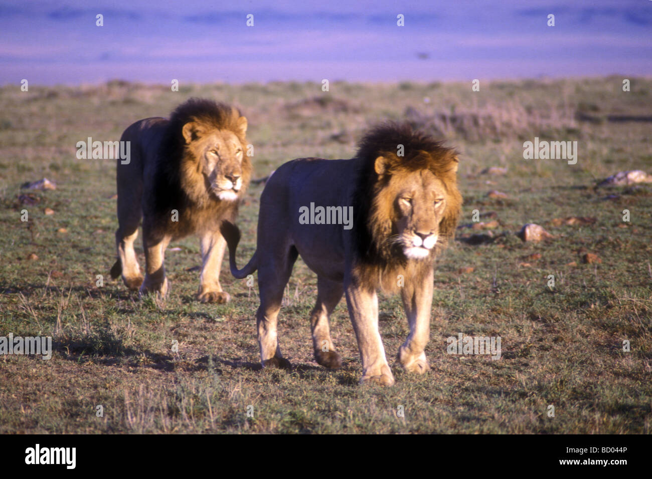 Deux lions mâles marcher ensemble le Masai Mara National Reserve Kenya Afrique de l'Est Banque D'Images