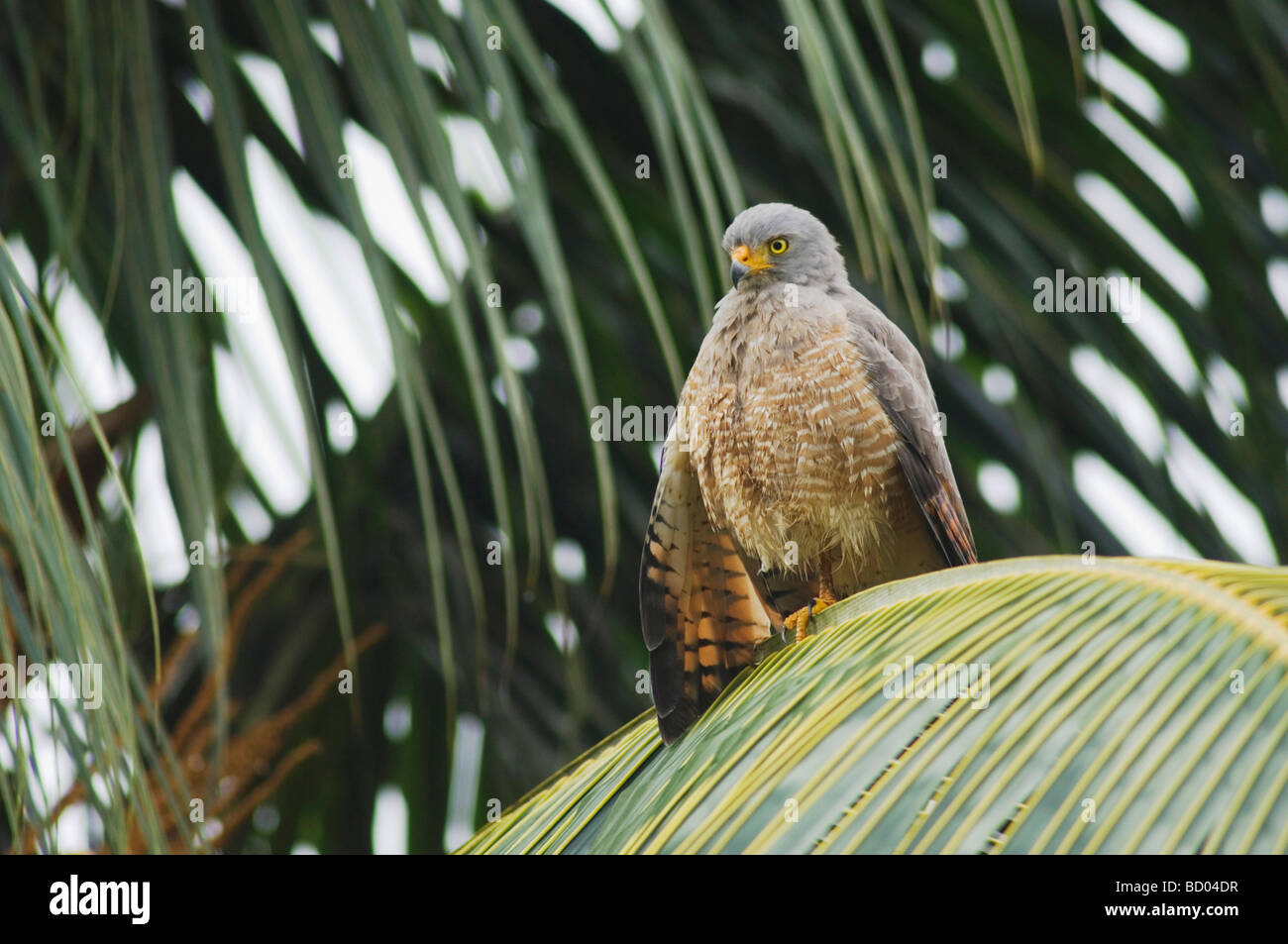 Roadside Hawk Buteo magnirostris hot perché sur palmier Côte Pacifique centrale du Costa Rica Amérique Centrale Banque D'Images