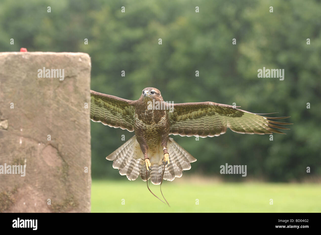Eurasian Buzzard Banque D'Images