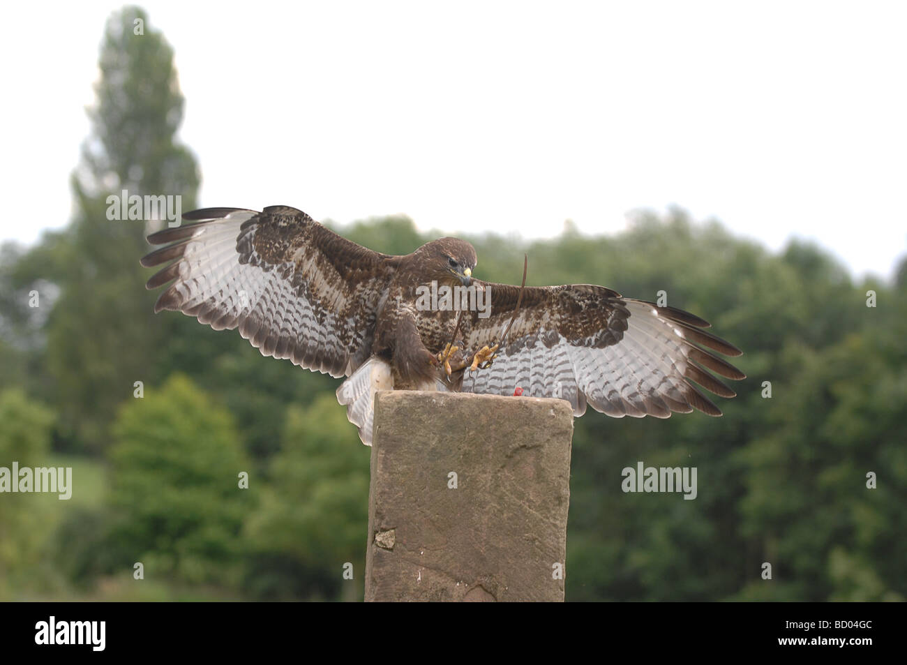 Eurasian Buzzard Banque D'Images
