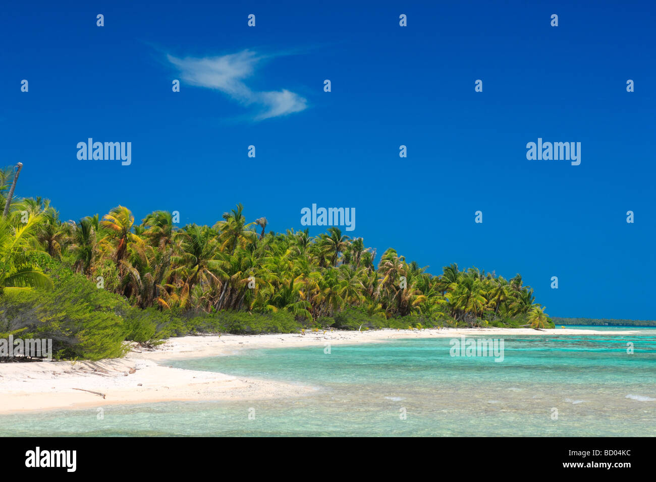 Littoral Rangiroa, Tuamotu, Polynésie Française Banque D'Images