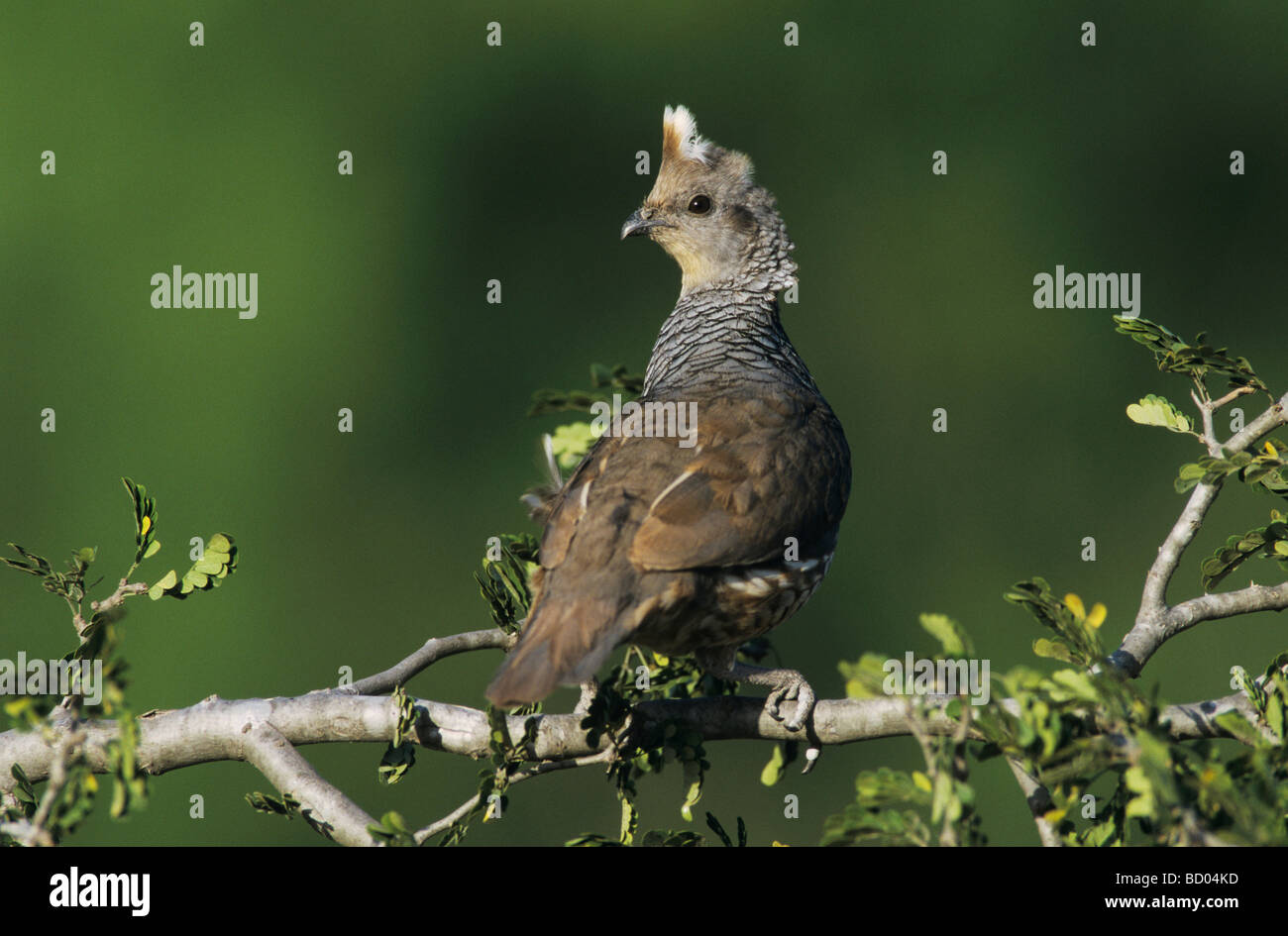 Cailles à l'échelle Callipepla squamata hot Starr County Vallée du Rio Grande au Texas USA Mars 2002 Banque D'Images