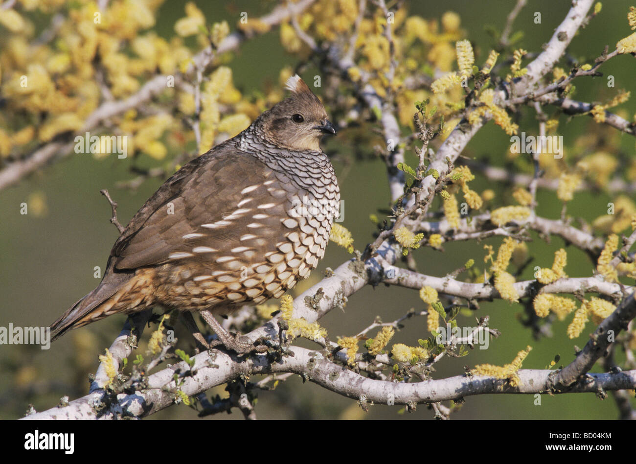 Cailles à l'échelle Callipepla squamata hot en butinant Blackbrush Acacia Acacia rigidula Starr County Vallée du Rio Grande au Texas Banque D'Images