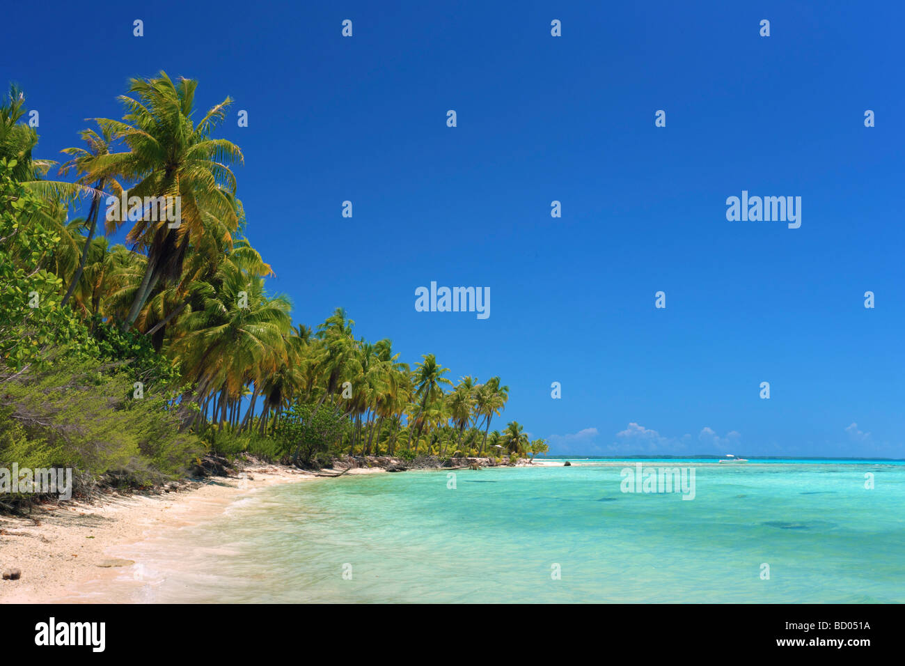 Coconut palm tree beach à Rangiroa, Tuamotu, Polynésie Française Banque D'Images