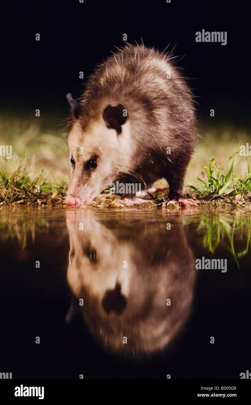 L'opossum Didelphis virginiana adulte à la nuit à boire Uvalde County Texas Hill Country USA Avril 2006 Banque D'Images