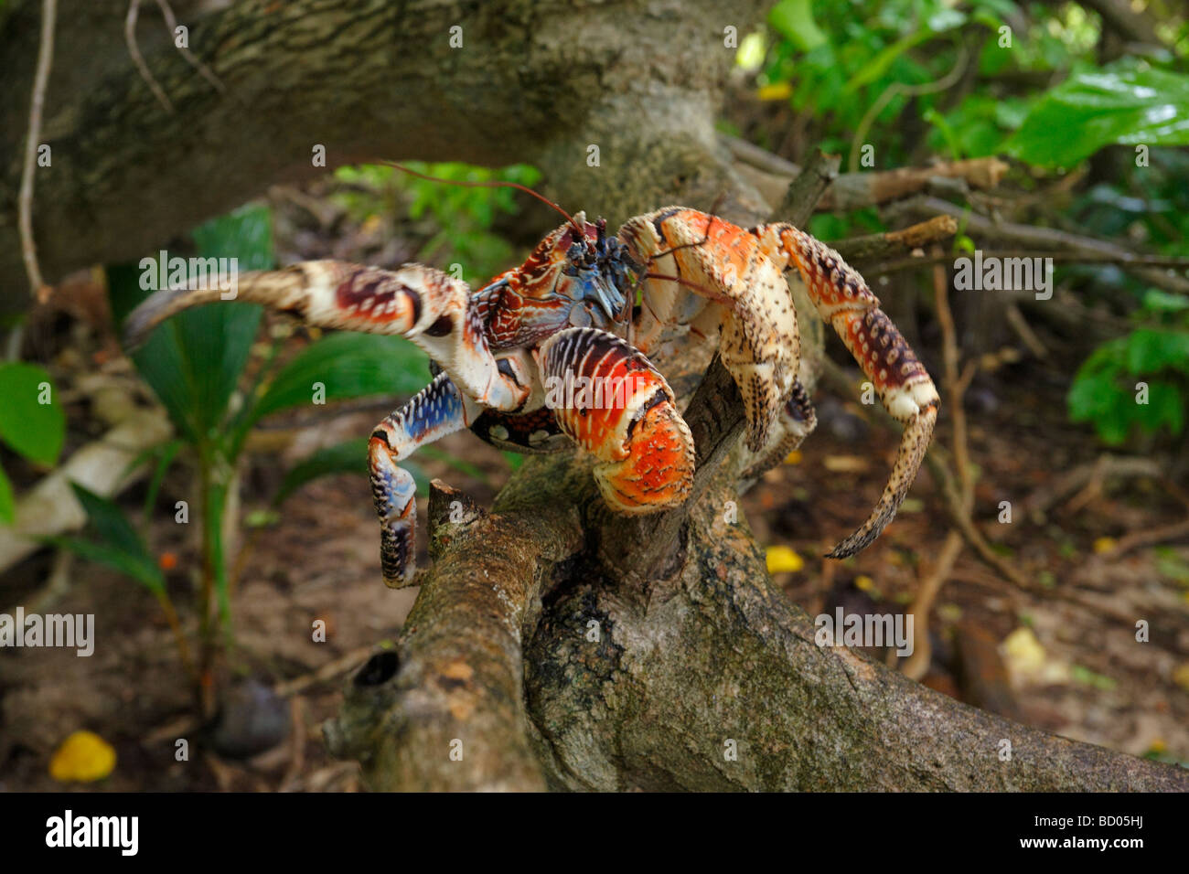 Crabe de cocotier, Fakarava, archipel des Tuamotu, Polynésie Française Banque D'Images