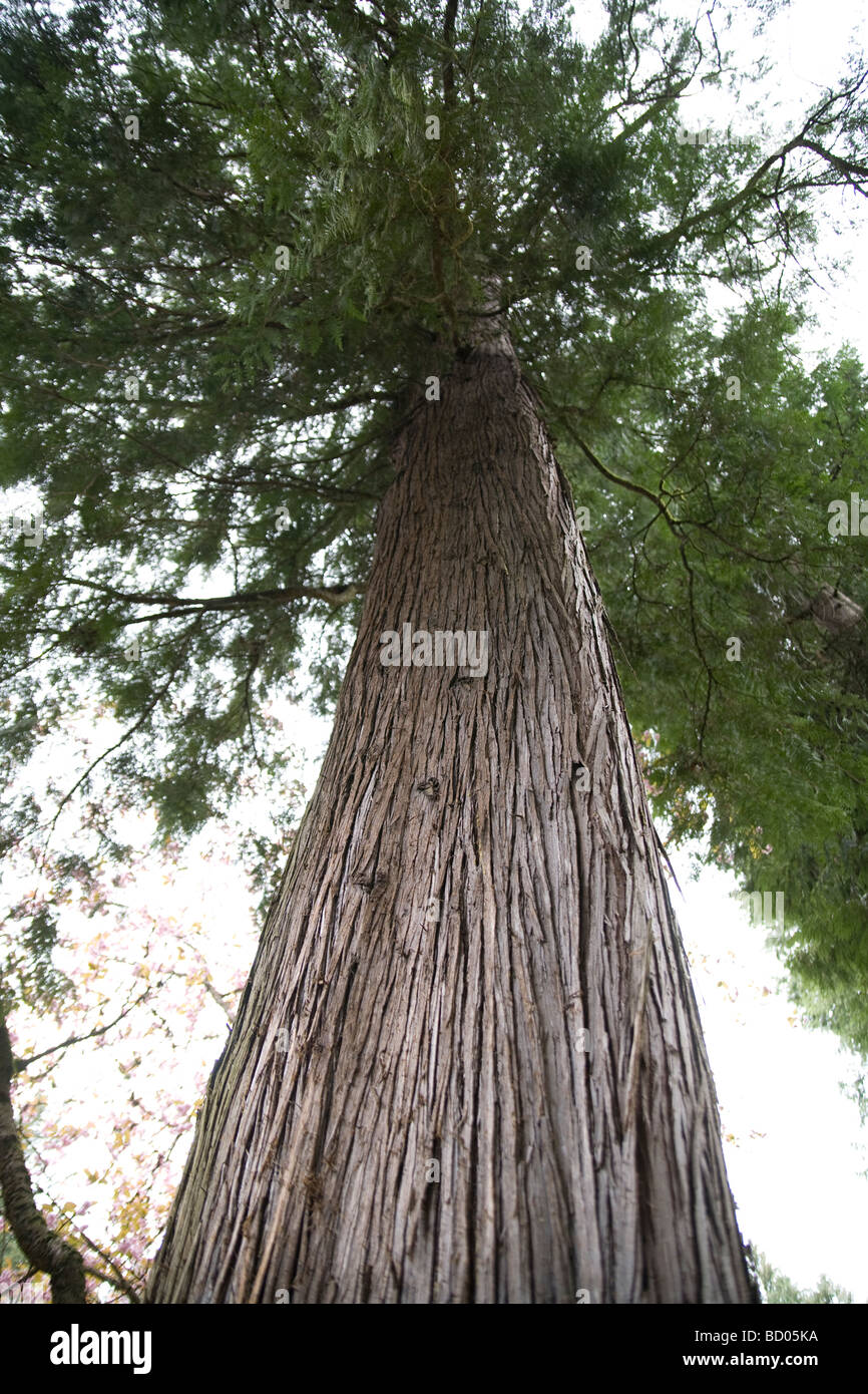 Les arbres et les plantes dans le jardin japonais de Portland Oregon Banque D'Images