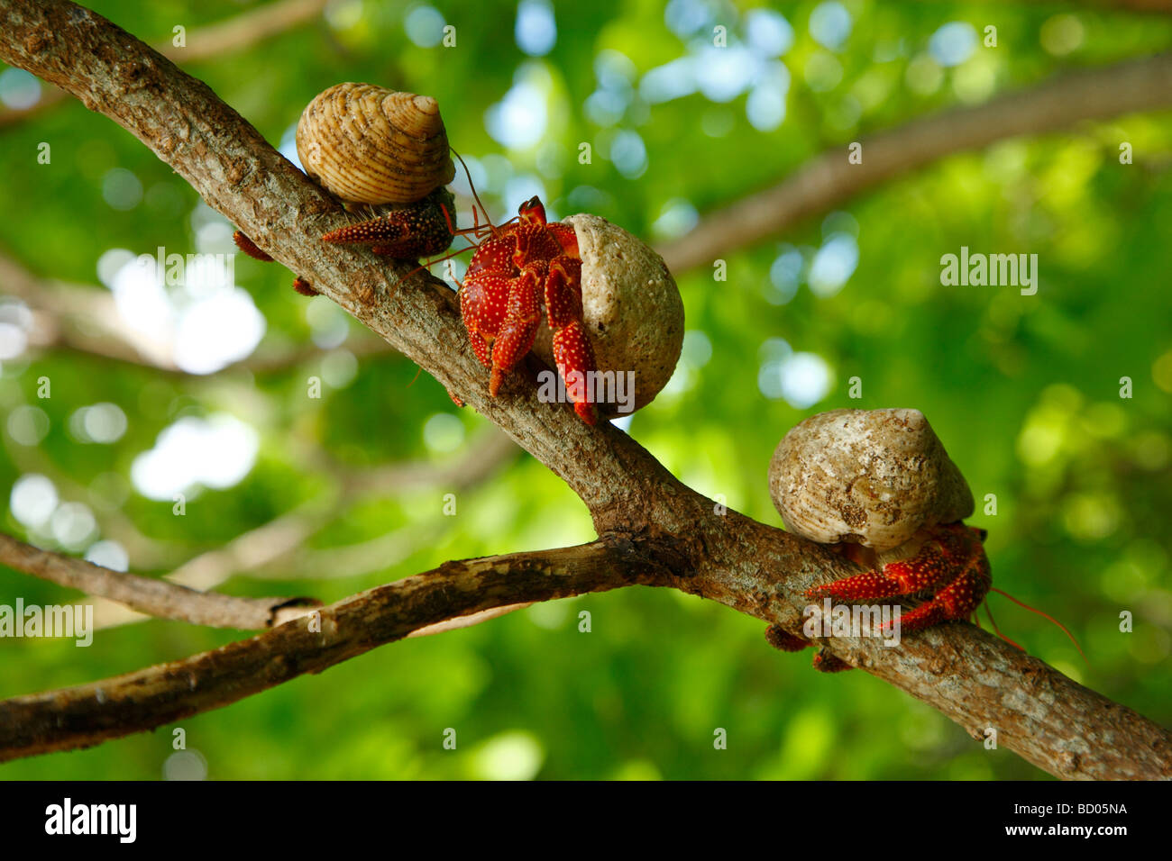 L'ermite terrestre fraise, Fakarava, archipel des Tuamotu, Polynésie Française Banque D'Images