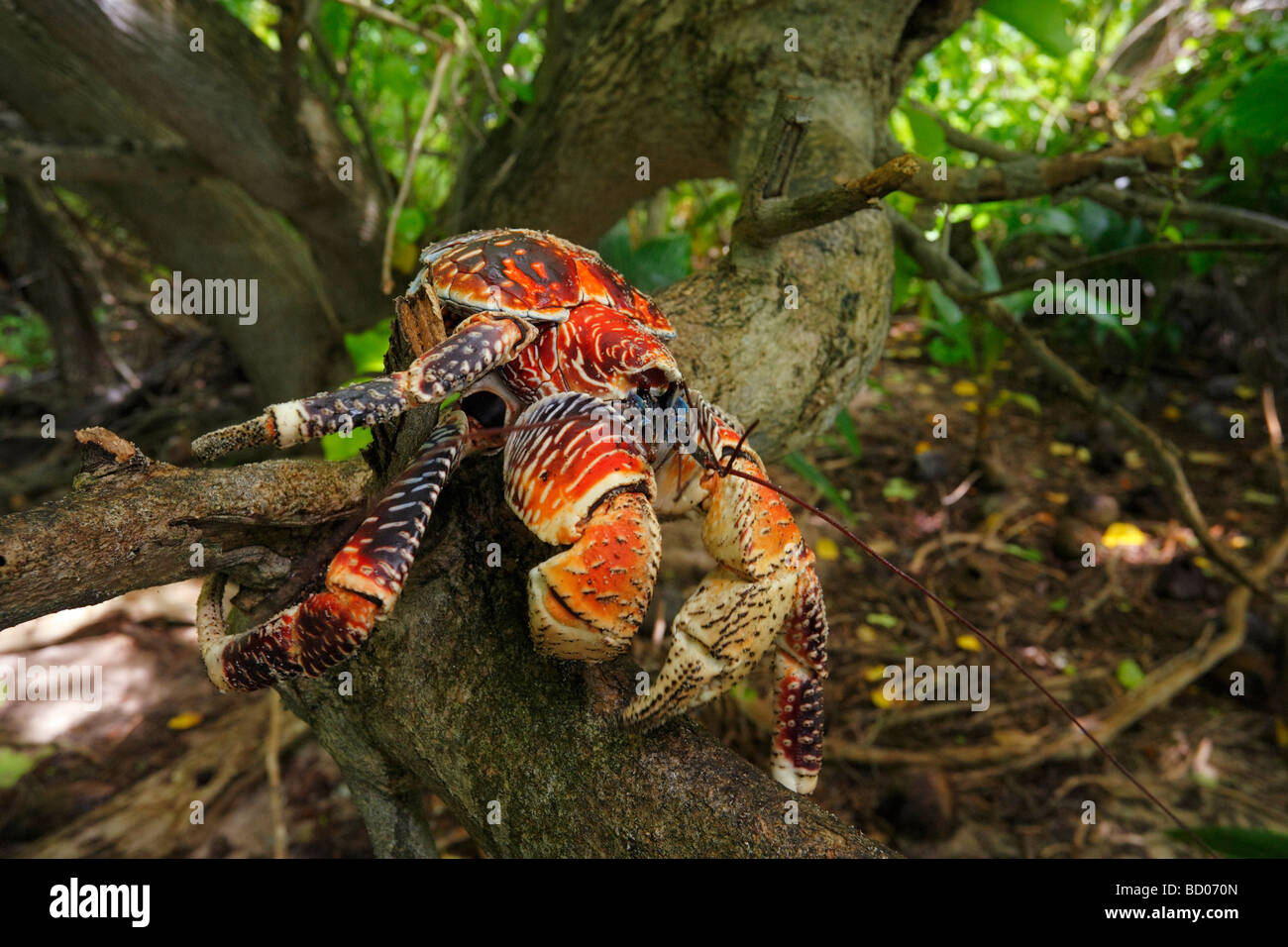 Crabe de cocotier, Fakarava, archipel des Tuamotu, Polynésie Française Banque D'Images