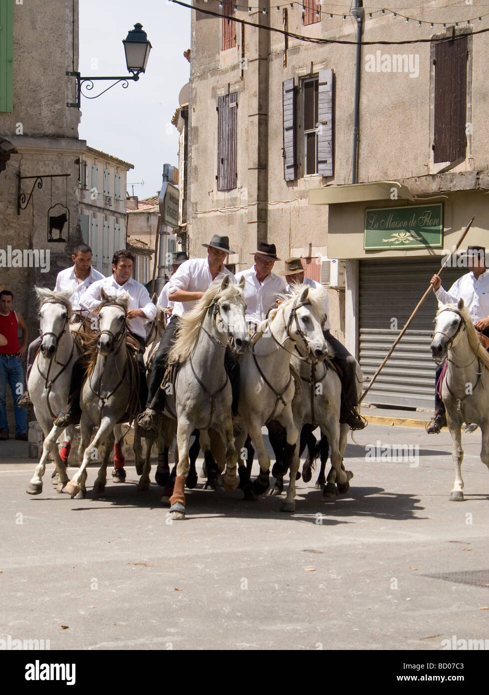 Camargue tuteurs sur leurs chevaux blancs le troupeau de taureaux noirs à travers les rues sur le chemin de l'arène Banque D'Images