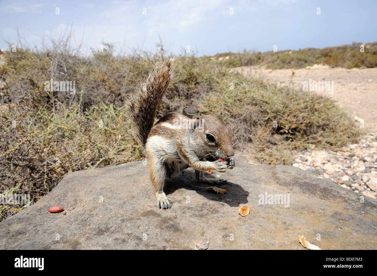 L'alimentation d'un écureuil mignon. Île des Canaries Fuerteventura, Espagne Banque D'Images