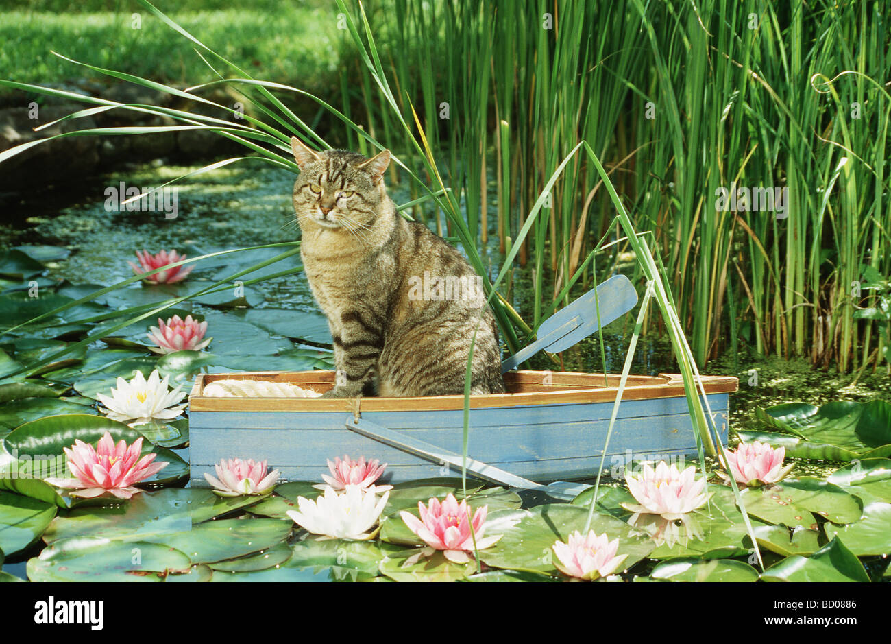 Les no de cat. Tabby assis dans un adultes bateau à rames Banque D'Images