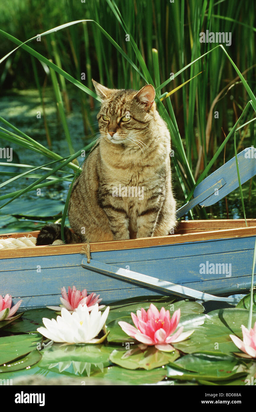 Chat domestique dans un bateau Banque D'Images