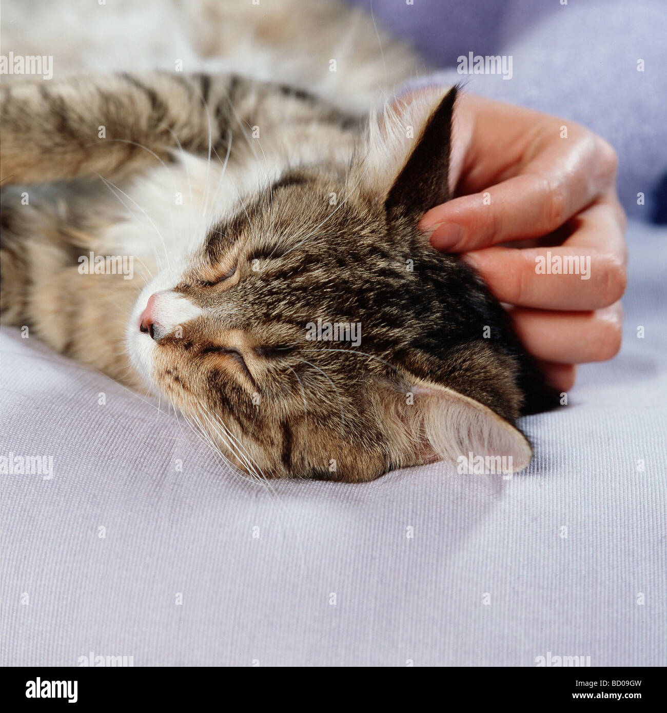 Chat domestique Banque D'Images