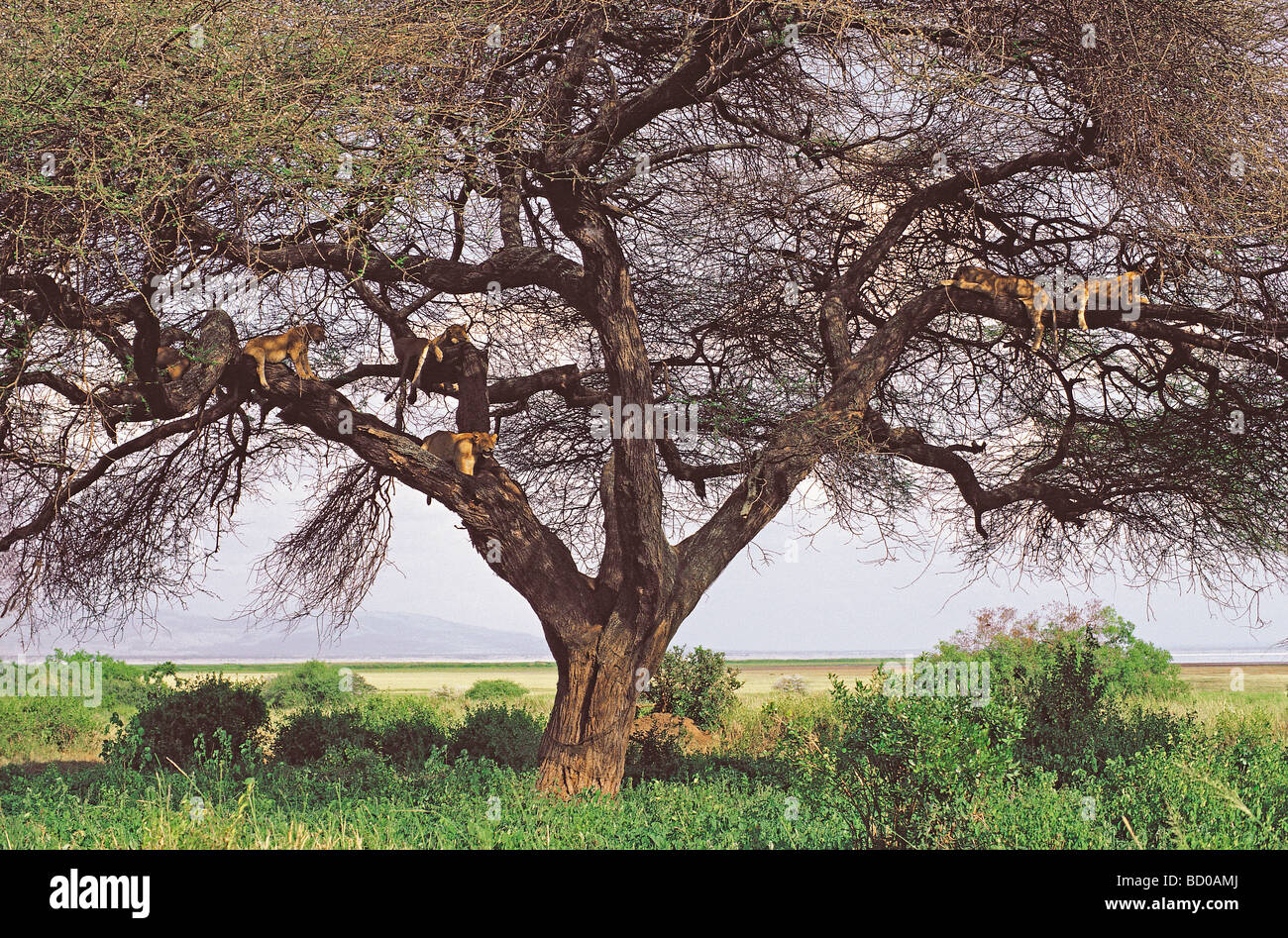 Six lions d'accrobranche en appui sur la braches de Acacia tortilis arbre dans le parc national du lac Manyara Tanzanie Afrique de l'Est Banque D'Images