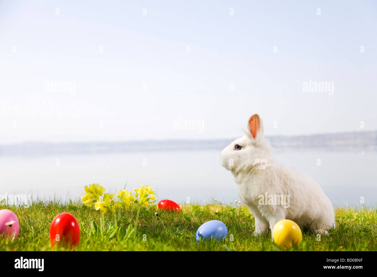 Bunny, œufs de Pâques dans l'herbe Banque D'Images