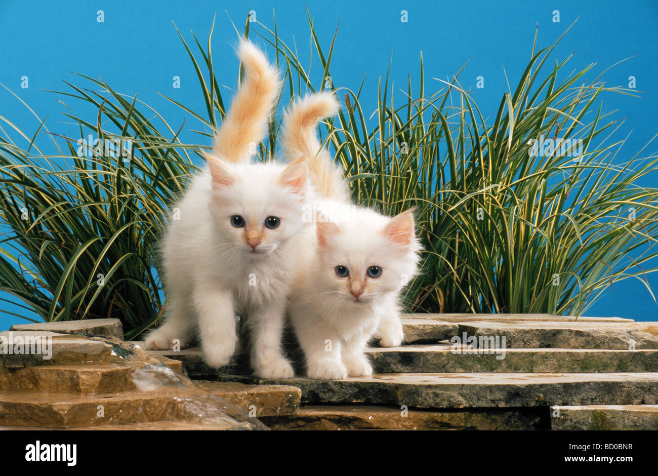 Deux chaton dans le jardin Banque D'Images