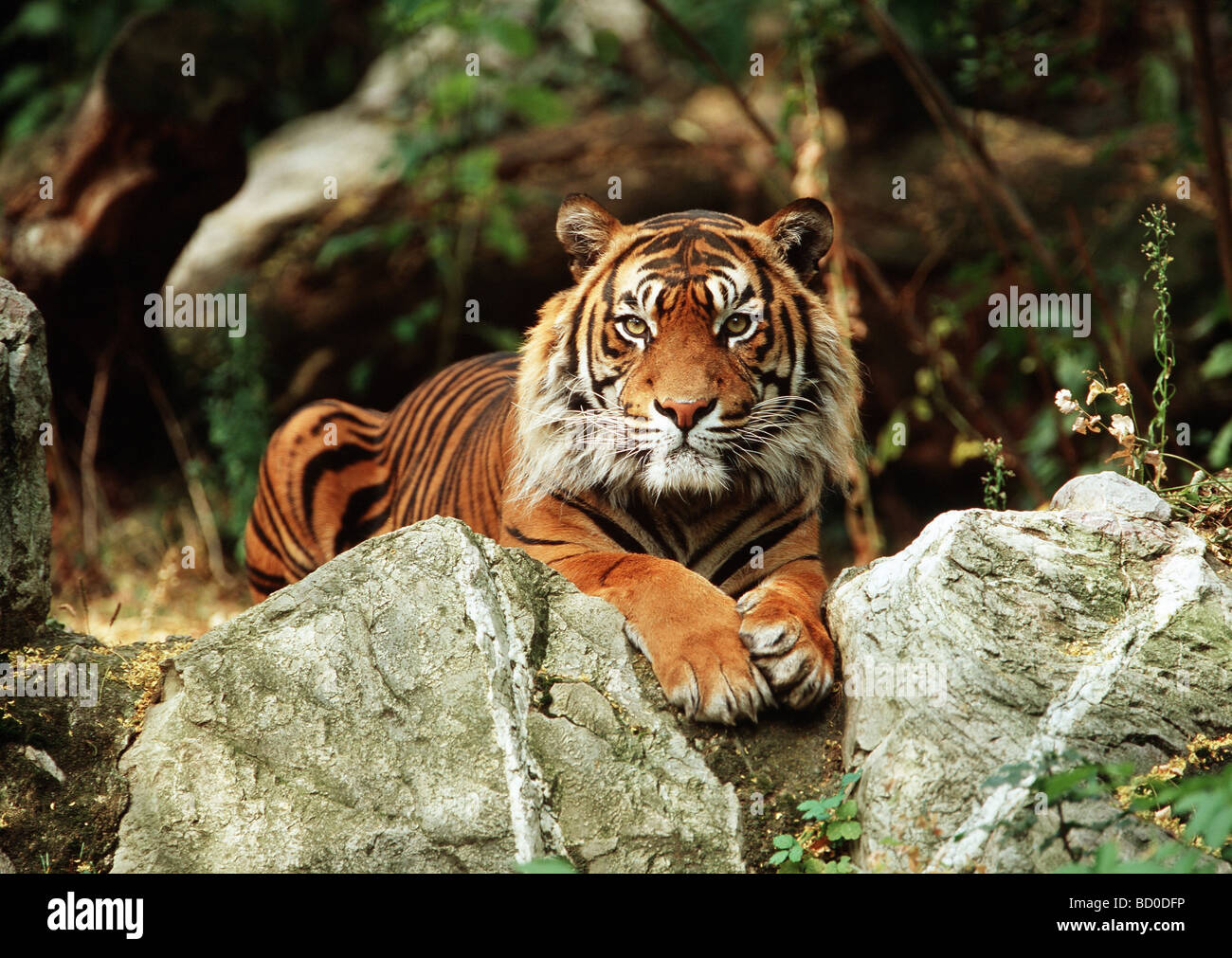 Panthera tigris sumatrae Banque D'Images