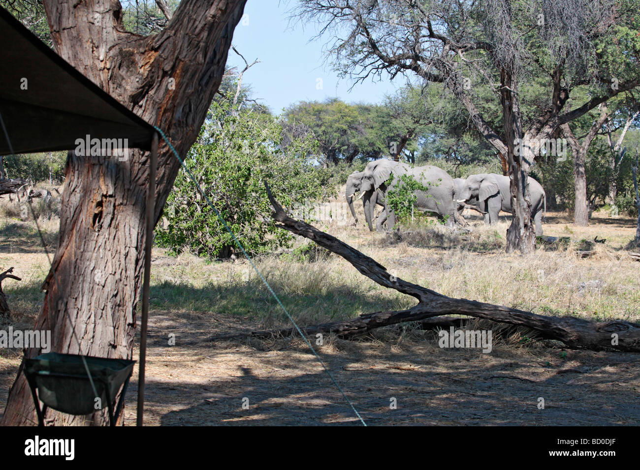 Les éléphants africains près d'un safari camping dans la Communauté Khwai Concession de Moremi, au Botswana Banque D'Images