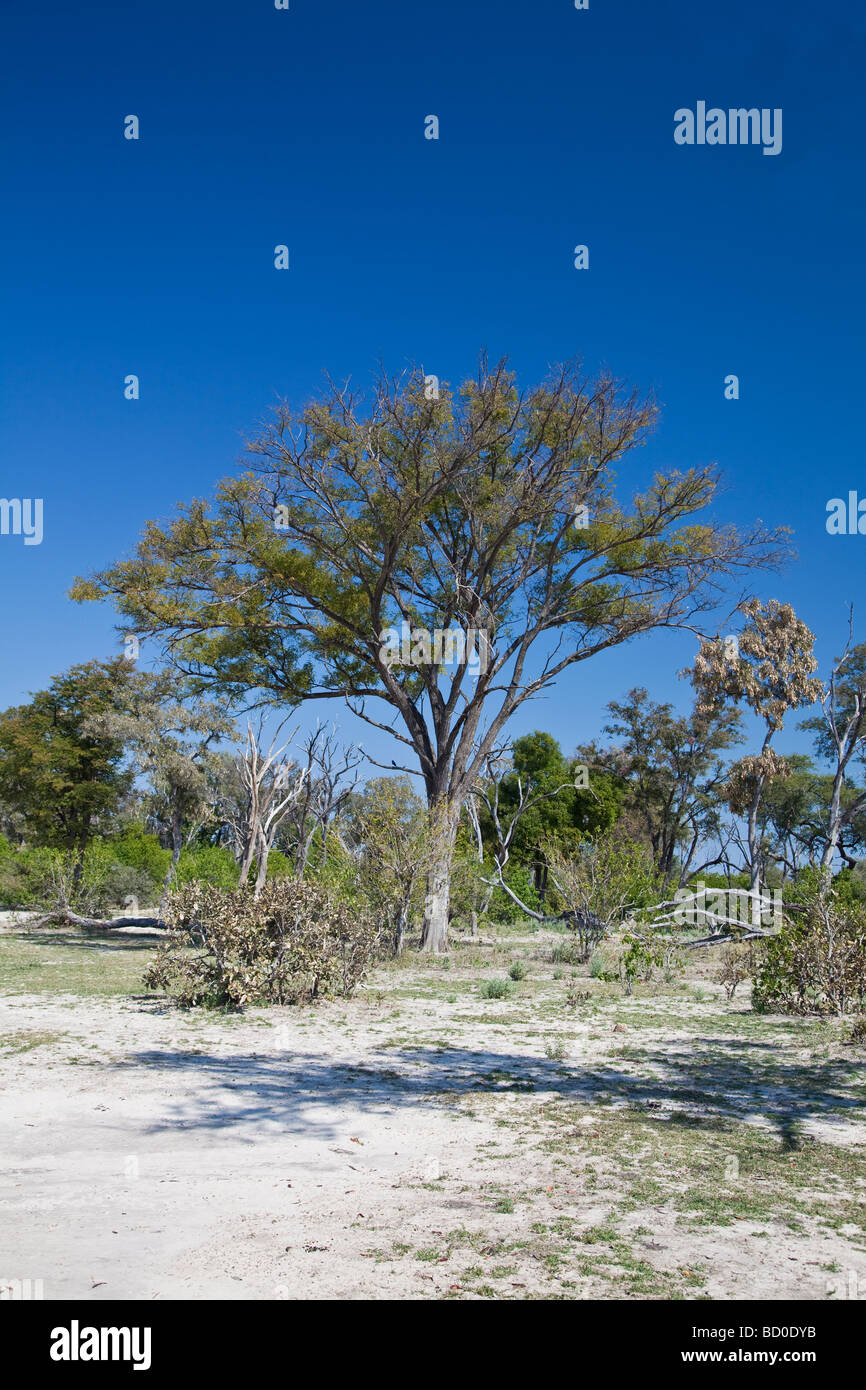 Paysage du Botswana en juillet, l'hiver, saison sèche, avec de claires, ciel bleu Banque D'Images