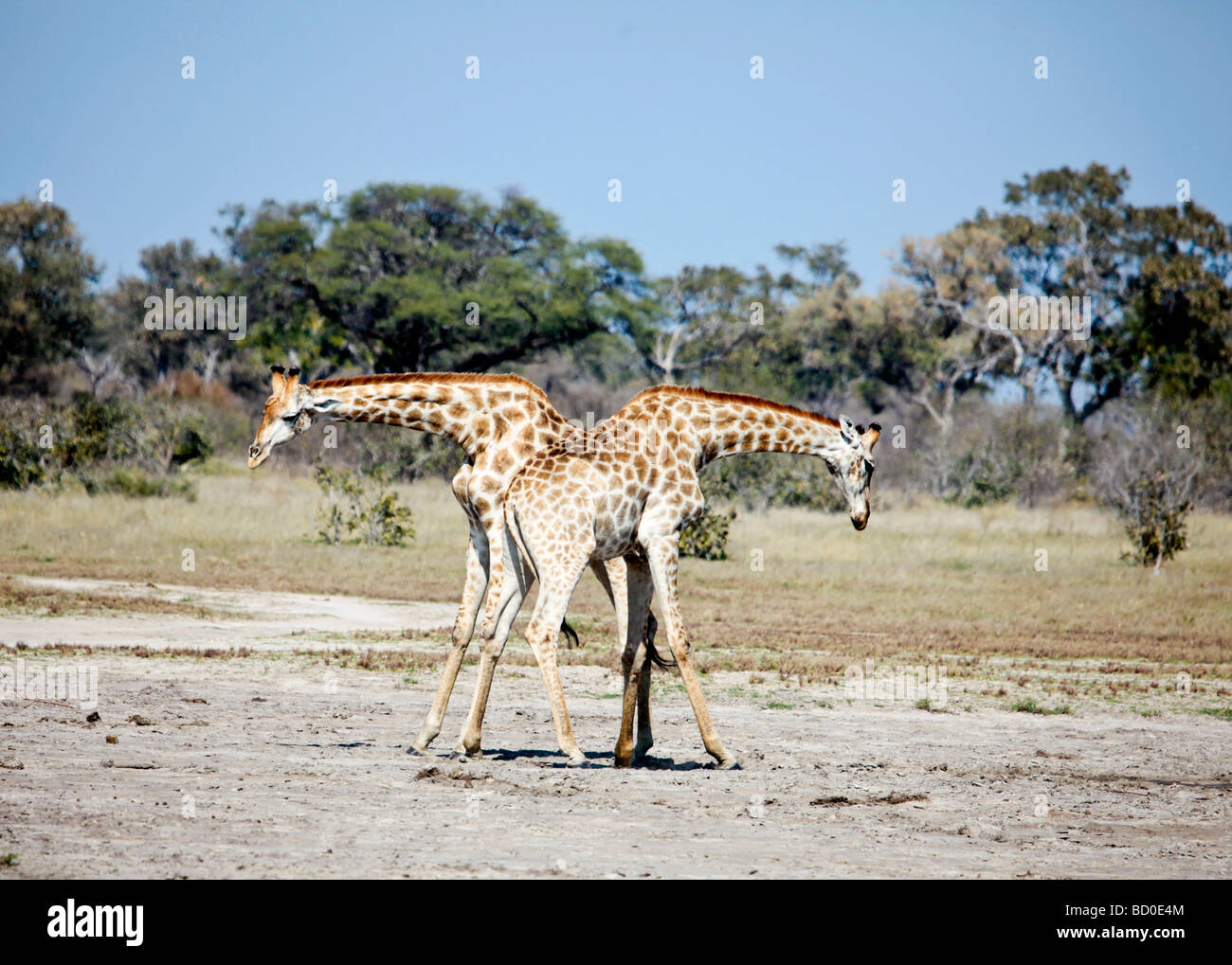 Les jeunes girafes gorges dans la réserve sauvage de Savute, Botswana Banque D'Images