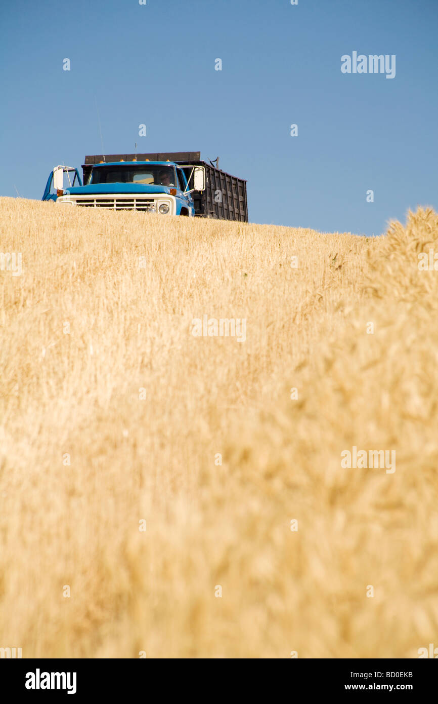 Champ de blé de camion de transport de la récolte, Davenport, Iowa Banque D'Images