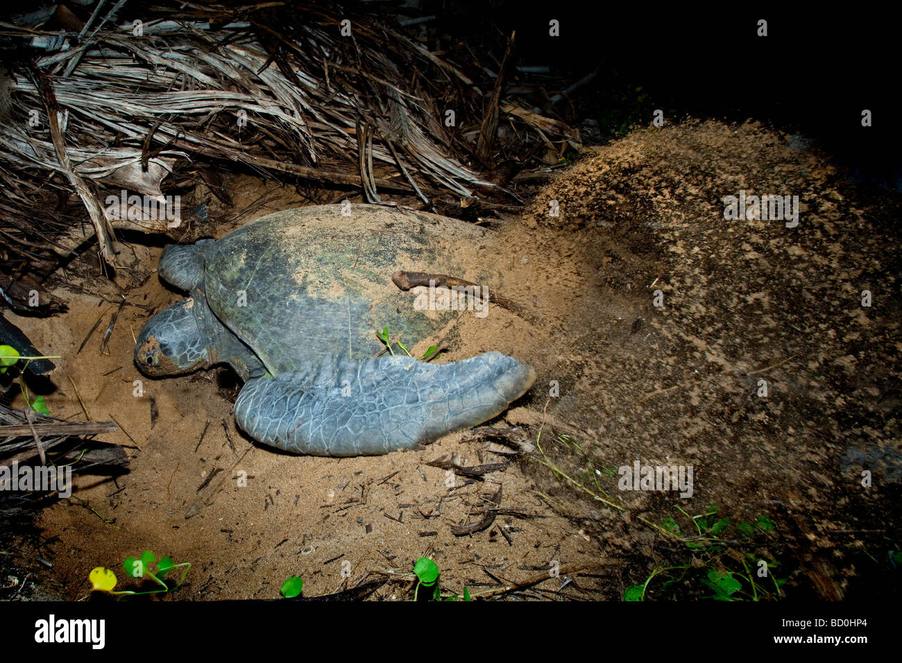 Une Tortue Verte De Nidification Ponte Sur La Plage Le Soir