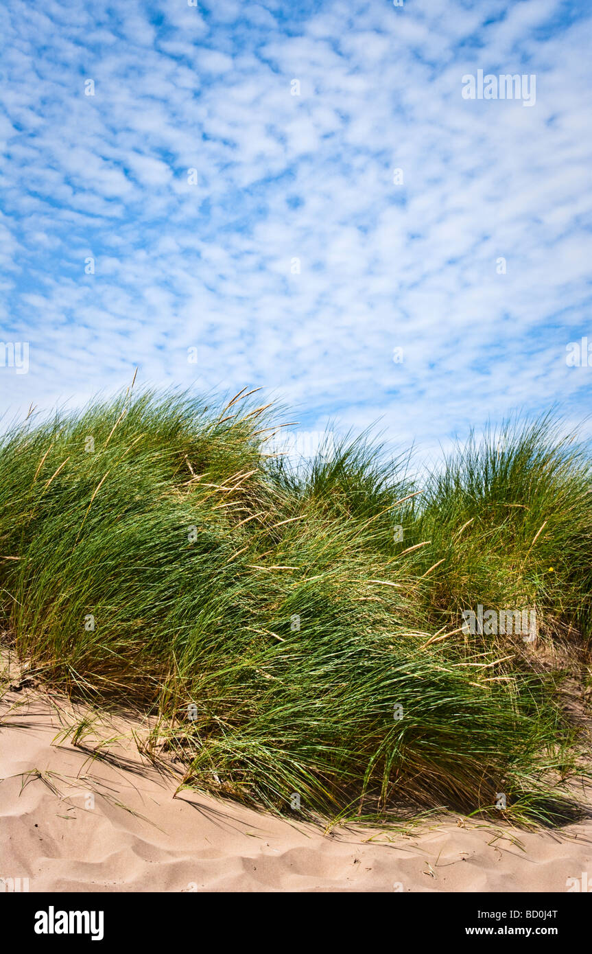 Dunes de sable, d'herbe et ciel bleu à Instow, Devon, UK Banque D'Images