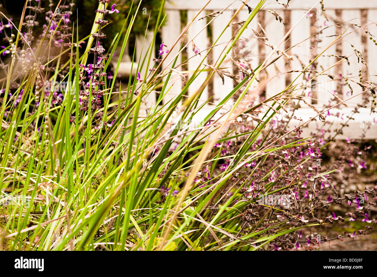 Banc de jardin avec bouquet d'herbes et de la salvia en premier plan, à la maison du jardin, Devon, UK Banque D'Images