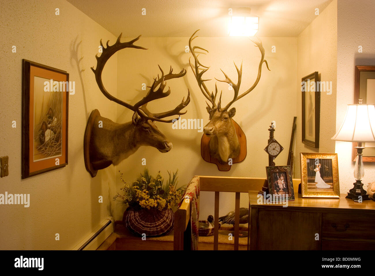 Hunter Byron Grubb's home à Burlington nr Minot Dakota du Nord est plein d'armes et de trophées de chasse d'animaux en peluche accessoires Banque D'Images