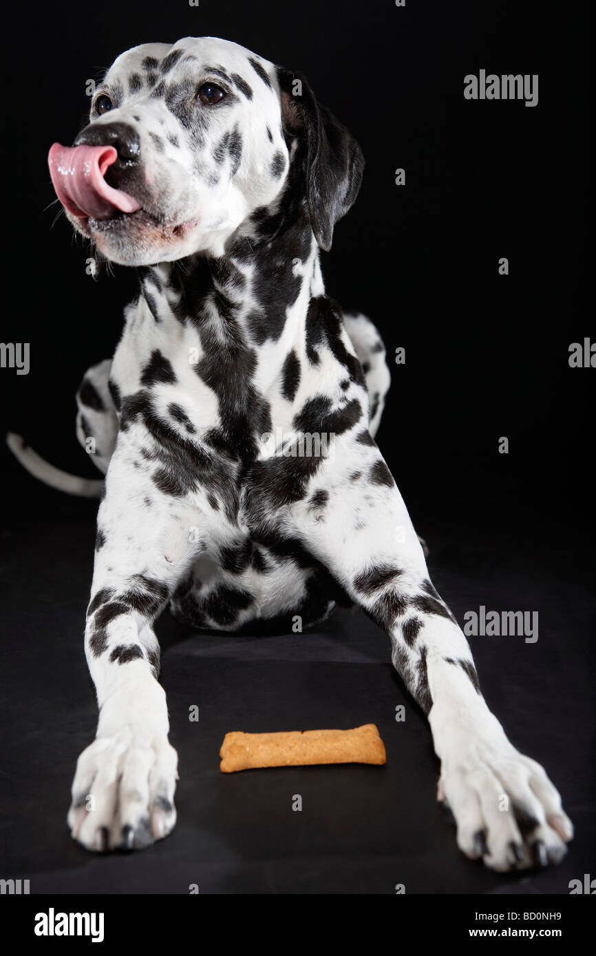 Dalmatien mâle adulte de lécher ses lèvres Banque D'Images