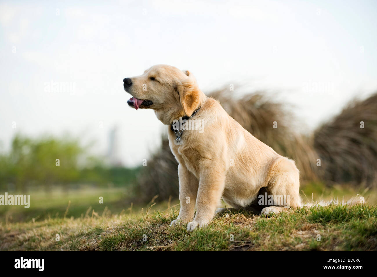 Choke chain dog Banque de photographies et d’images à haute résolution
