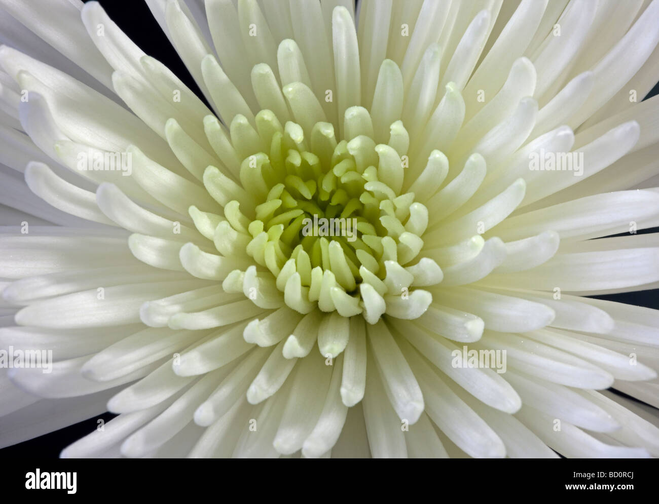 Spider chrysanthème blanc Banque D'Images