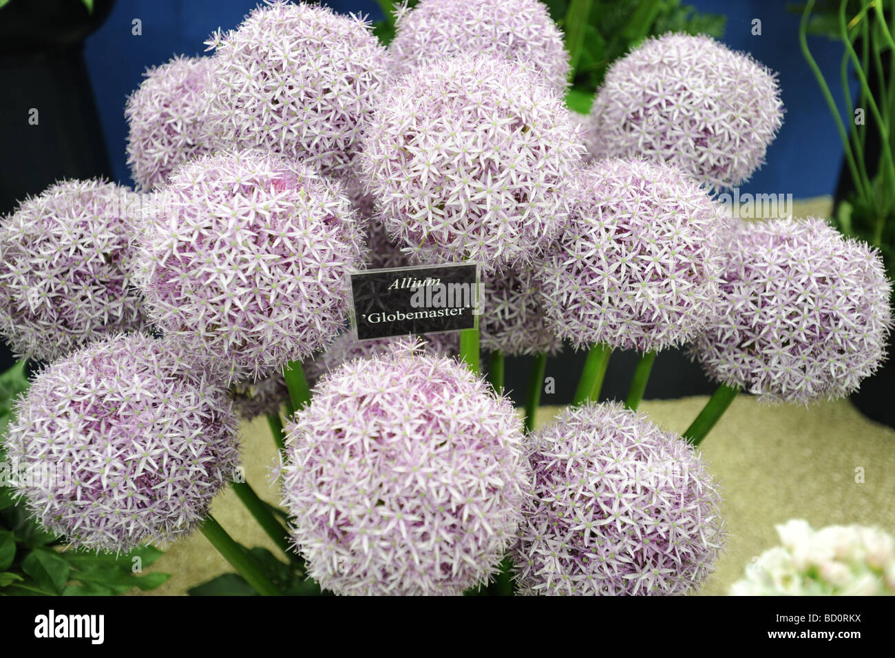 Les fleurs exotiques Banque D'Images