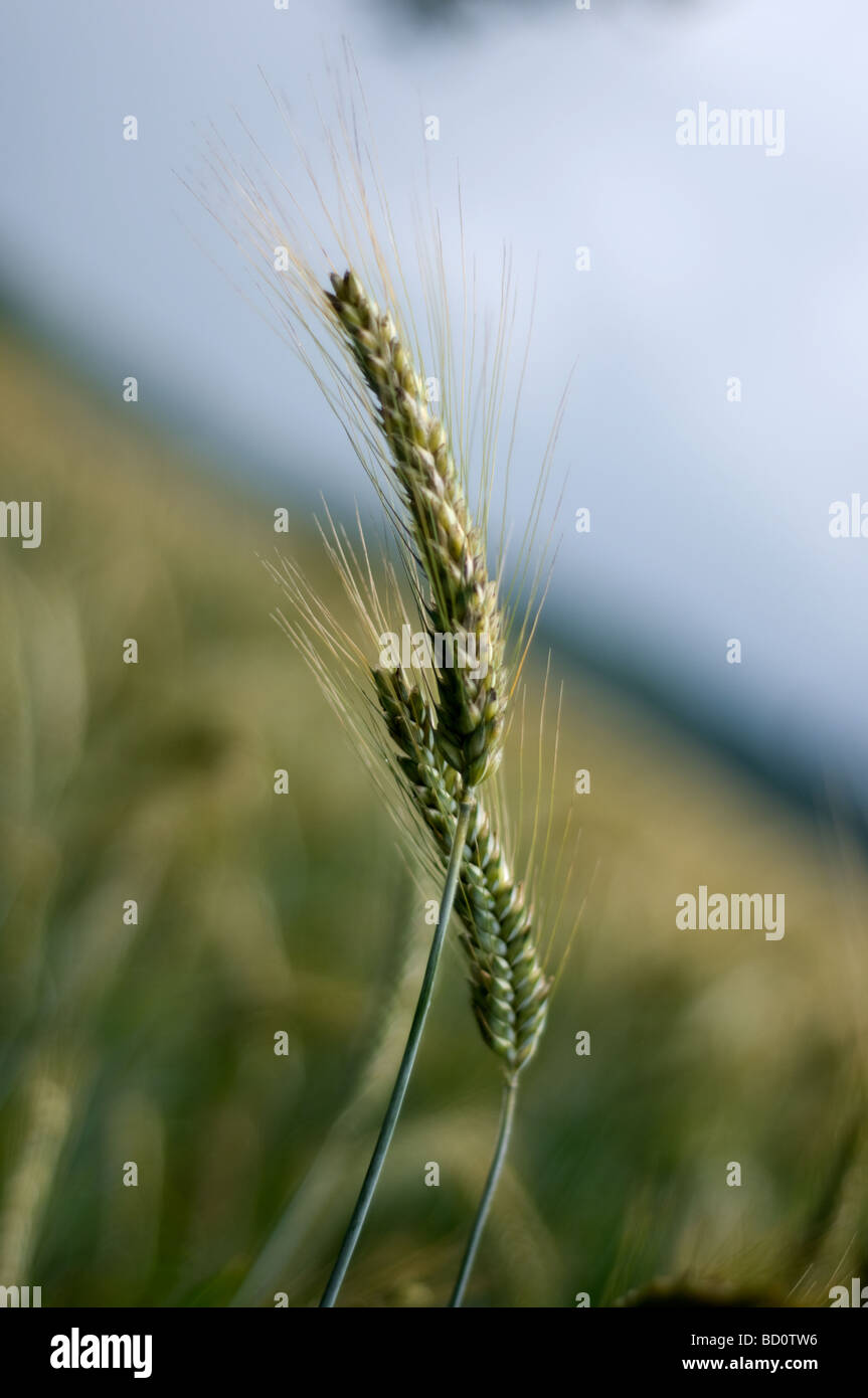 A proximité de la récolte de blé ou d'orge dans un champ. Banque D'Images