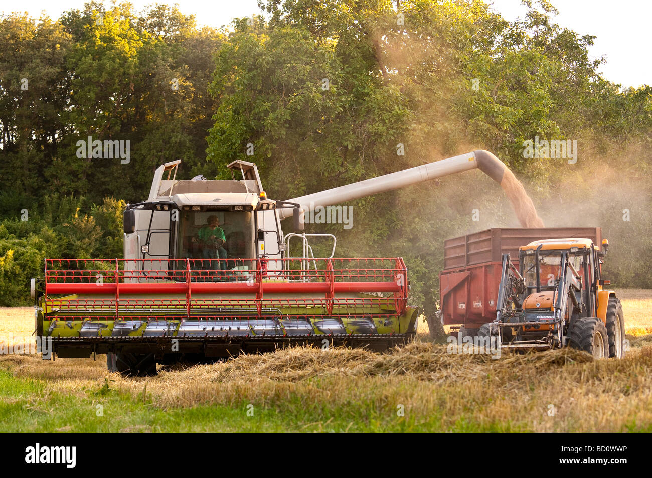 Rendmt Lexion moissonneuse-batteuse Claas 540 déchargement du grain dans trailer - Indre-et-Loire, France. Banque D'Images