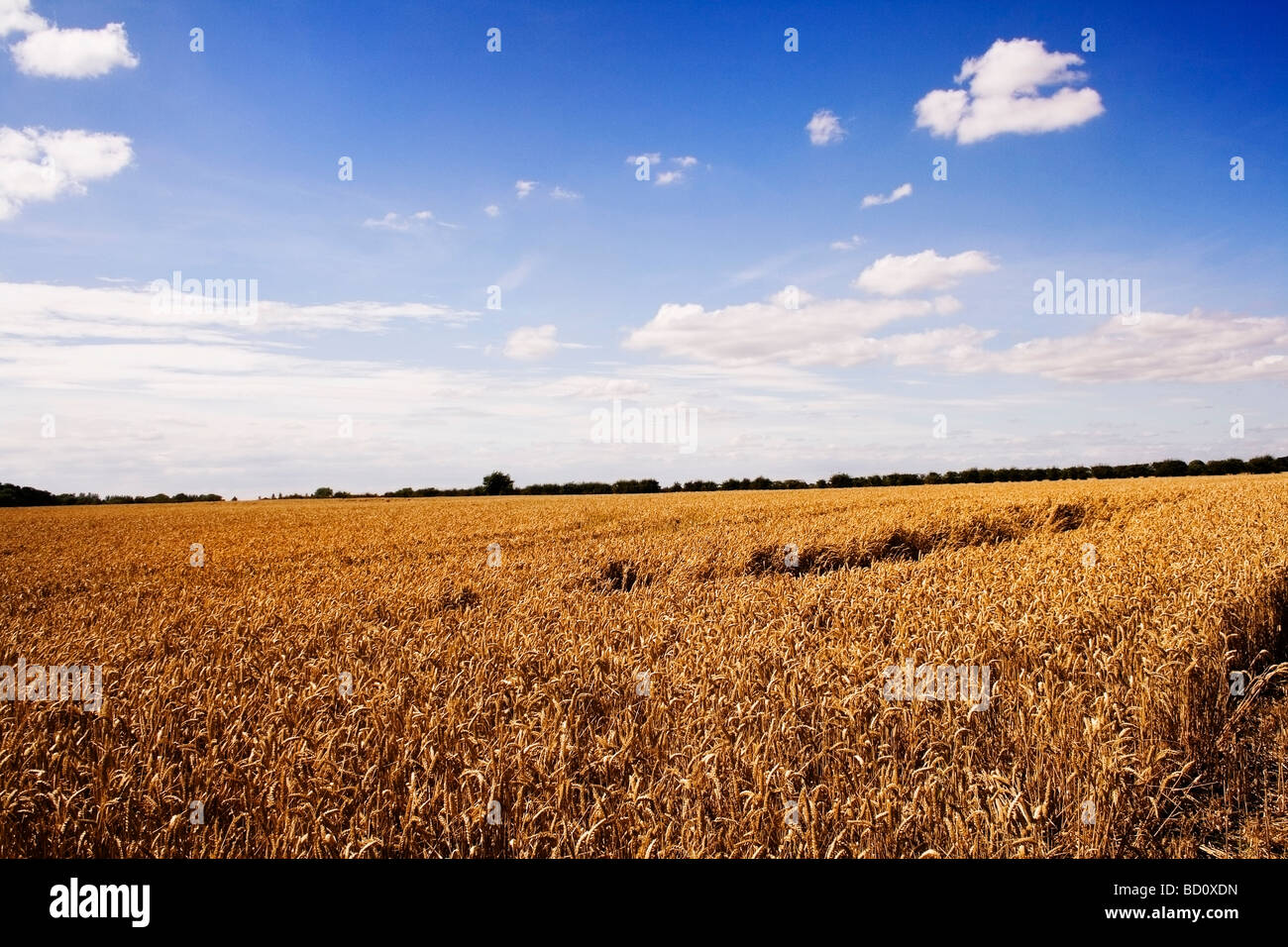 Vue sur prairie blé ouvert ciel bleu avec des nuages blancs moelleux Banque D'Images