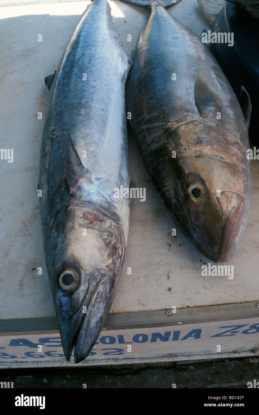 Un matin, marché de poisson de Fortaleza une destination majeure dans le nord-est du Brésil Banque D'Images