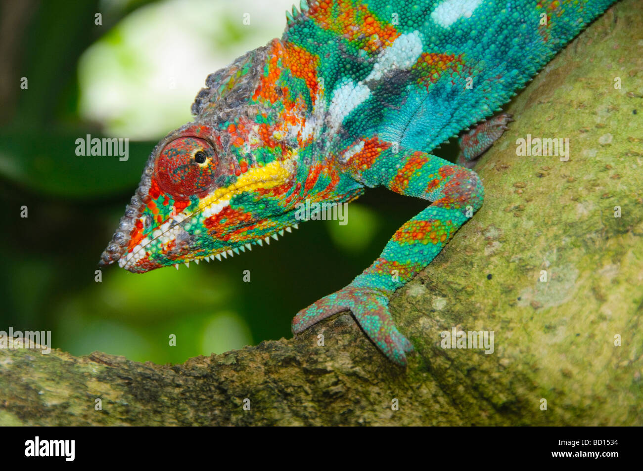 Panther chameleon Furcifer pardalis dans le Parc National d'Ankarana à Madagascar Banque D'Images