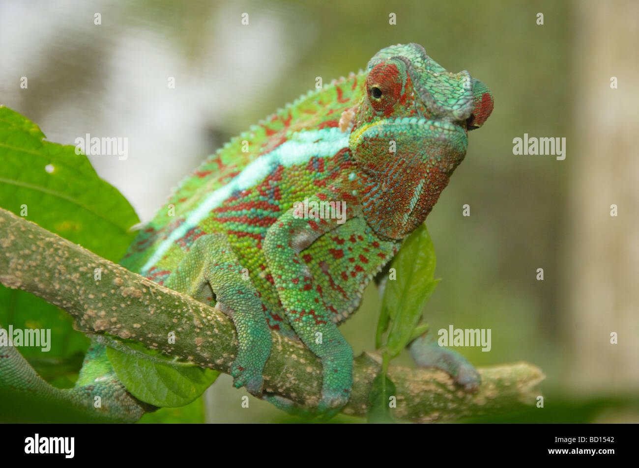 Panther chameleon Furcifer pardalis dans le Parc National d'Ankarana à Madagascar Banque D'Images