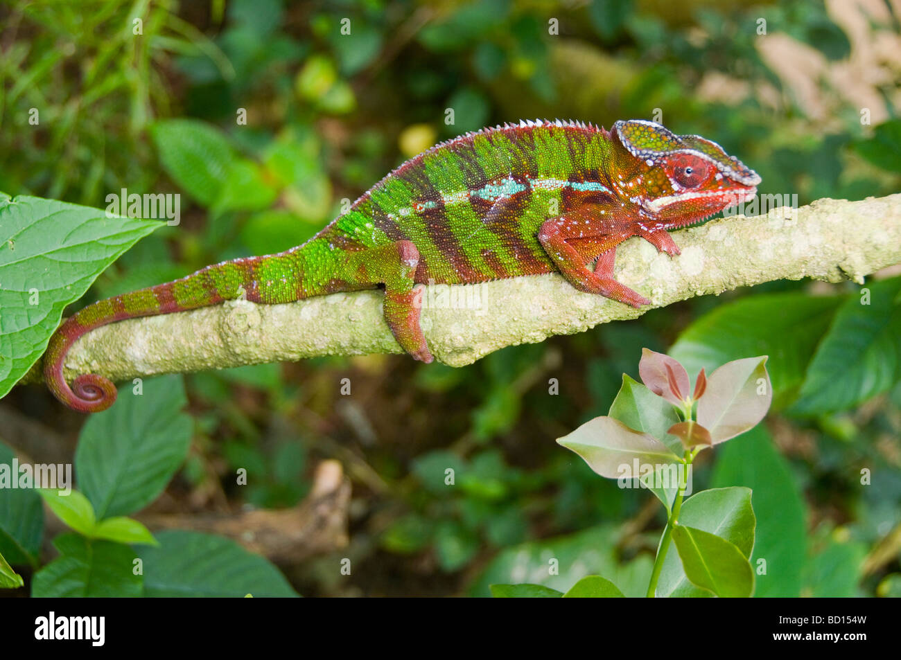 Panther chameleon Furcifer pardalis dans le Parc National d'Ankarana à Madagascar Banque D'Images