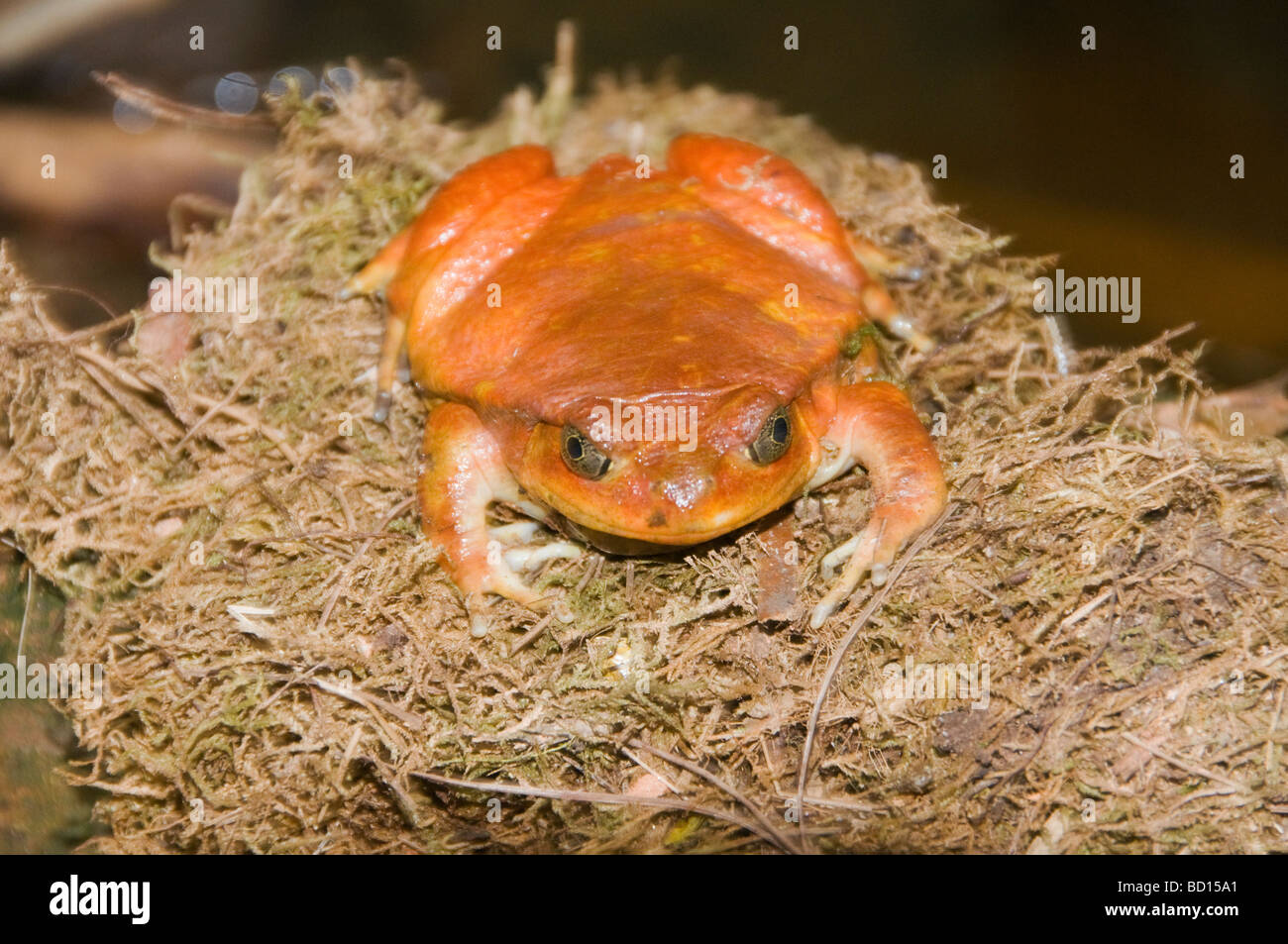 Dyscophus antongili grenouille tomate dans le nord de Madagascar Banque D'Images