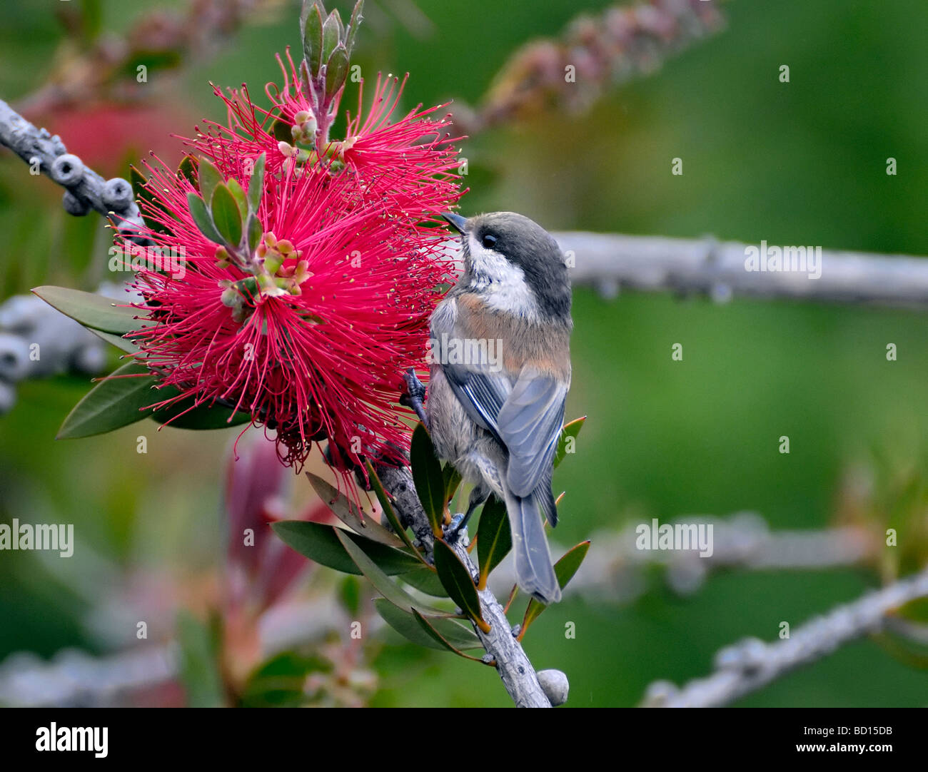 Un Chickadee (Poecile rufescens) à dos de châtaignier se nourrissant d'une fleur rouge éclatante en forme de biberon, délicatement perché parmi les feuilles dans un jardin luxuriant. Banque D'Images
