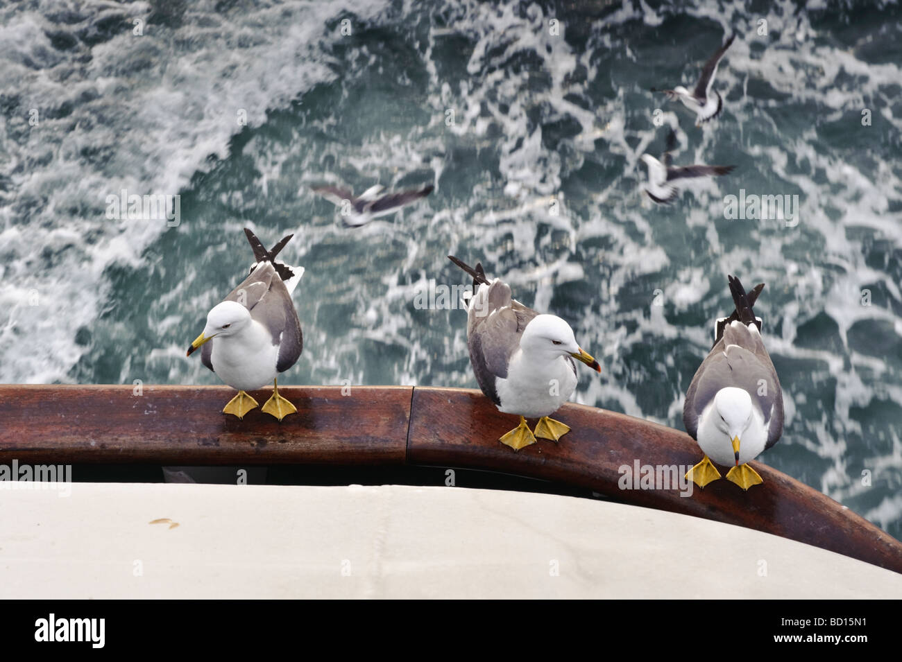 Mouettes sur le ferry pour l'île de Sado, Niigata, Japon, 4 avril 2009. Banque D'Images