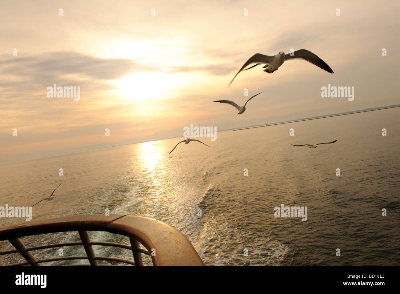 Mouettes sur le ferry pour l'île de Sado, Niigata, Japon, 4 avril 2009. Banque D'Images