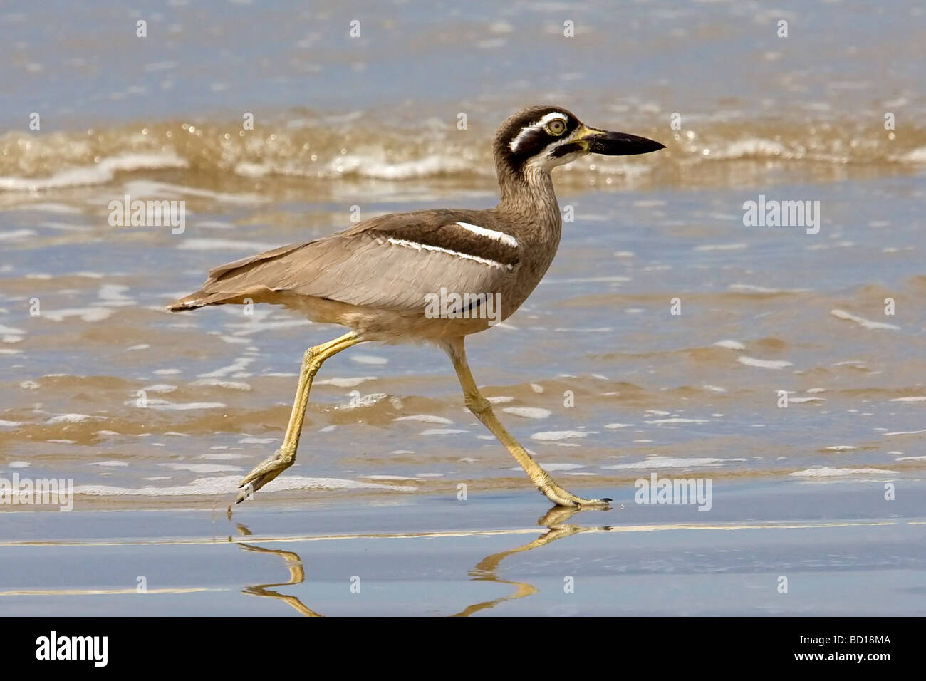 Beach-Stone curlew Esacus giganteus bistrié Banque D'Images