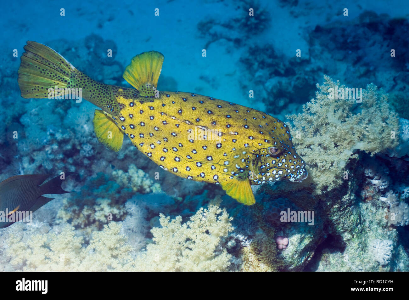 Ostracion cubicus Yellow boxfish Egypte Mer Rouge Banque D'Images