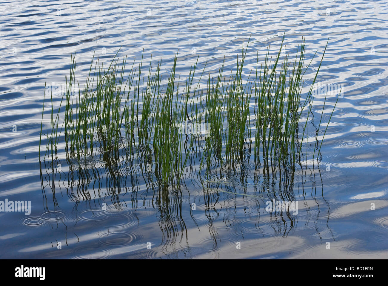 Salon de l'herbe verte dans le bleu de l'eau calme Banque D'Images